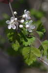 Parsley hawthorn